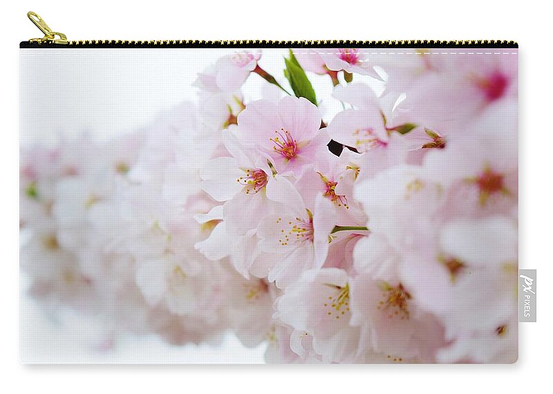 Cherry Blossom Carry-all Pouch featuring the photograph Cherry Blossom Focus by Nicole Lloyd