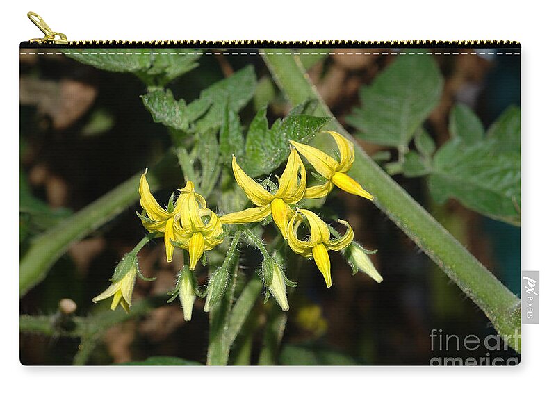 Plant Zip Pouch featuring the photograph Cherry Tomato Flowers by John Kaprielian