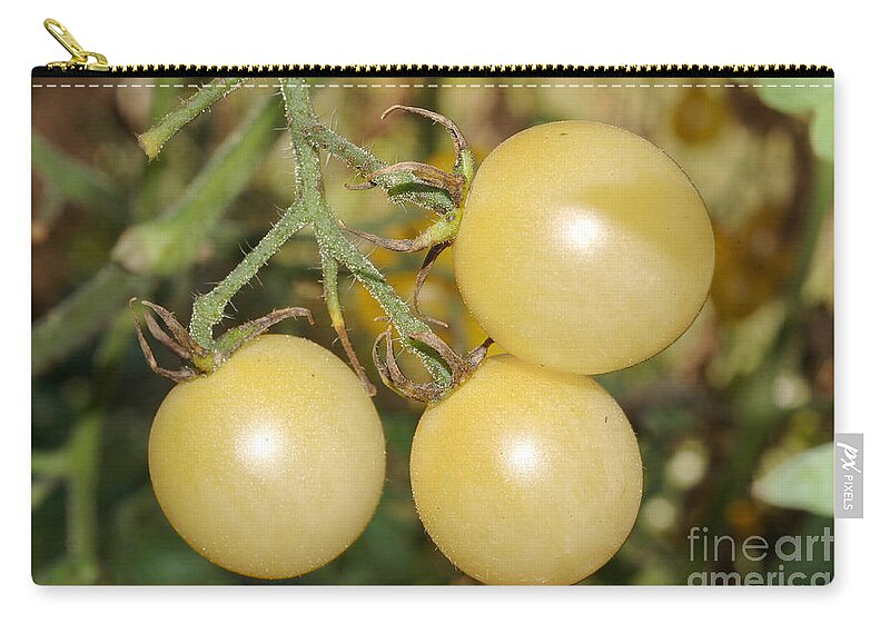 Plant Zip Pouch featuring the photograph Cherry Tomatoes by John Kaprielian