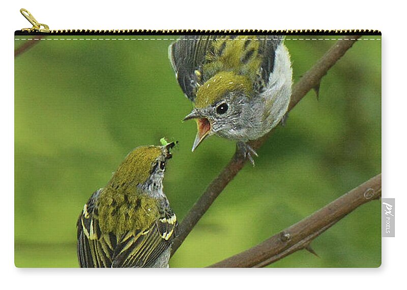 Bird Zip Pouch featuring the photograph Chestnut-sided Warbler Being Fed by Alan Lenk