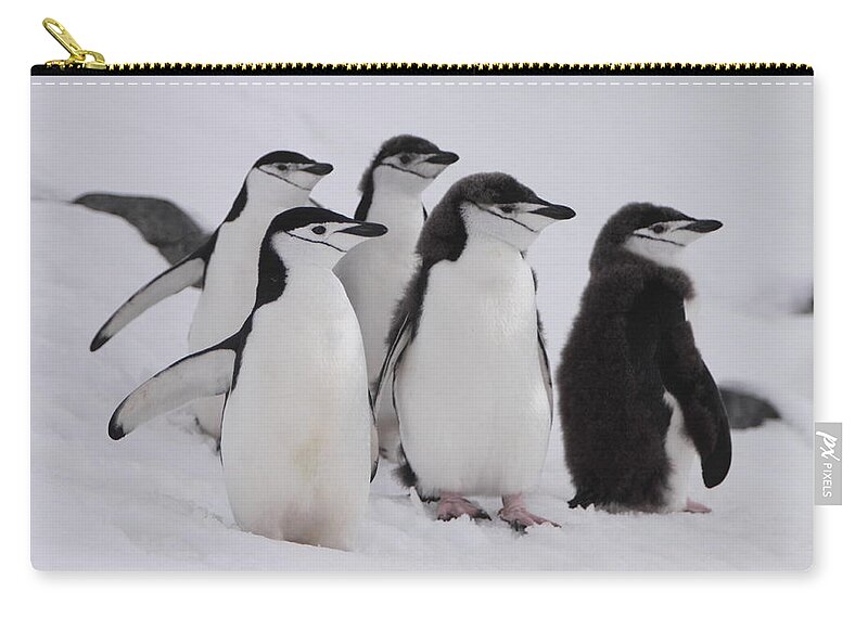 Penguin Zip Pouch featuring the photograph Chinstrap Penguins by Bruce J Robinson