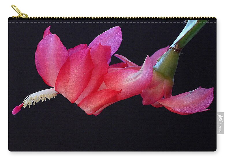Christmas Carry-all Pouch featuring the photograph Christmas Cactus on Black by Farol Tomson