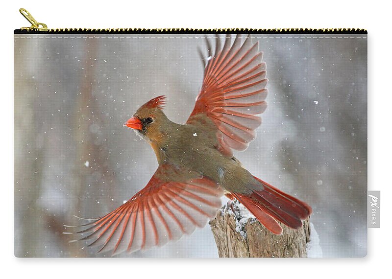 Bird Zip Pouch featuring the photograph Christmas card by Mircea Costina Photography