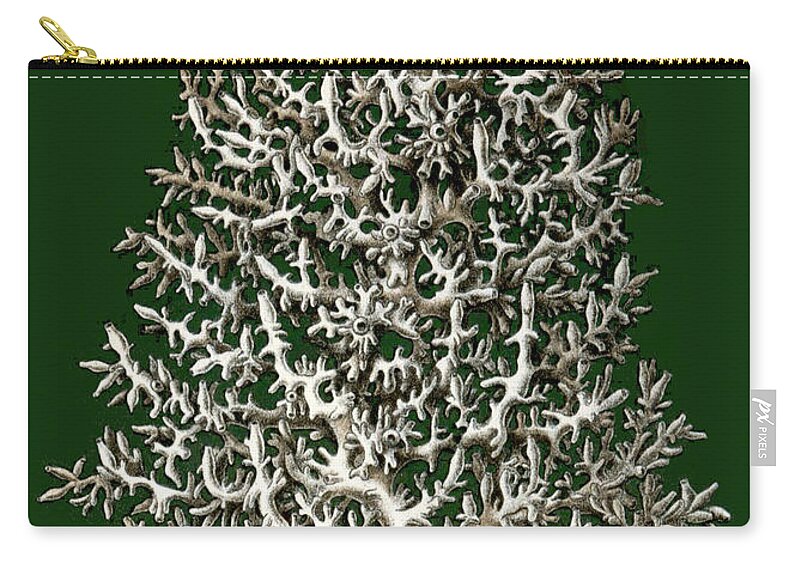 Calcispongiae Leucosolenia Complicata Zip Pouch featuring the photograph Christmas Coral Tree Earnst Hackel by Suzanne Powers