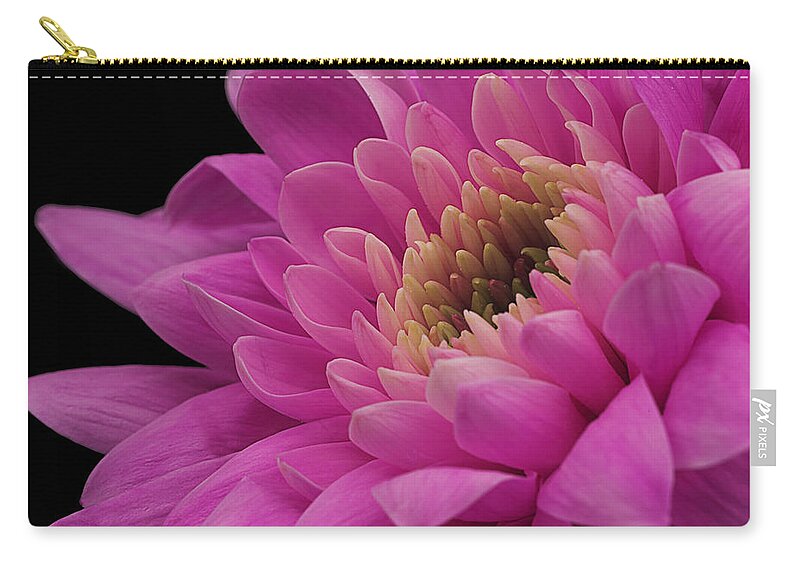 Chysanthemum Zip Pouch featuring the photograph Chrysanthemum in pink. by John Paul Cullen