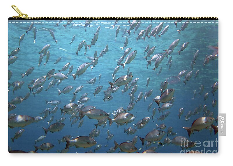 Unnderwater Zip Pouch featuring the photograph Chub Convention by Daryl Duda
