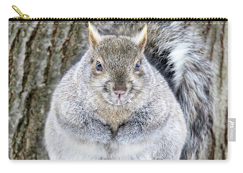 Squirrel Zip Pouch featuring the photograph Chubby Squirrel by Brook Burling