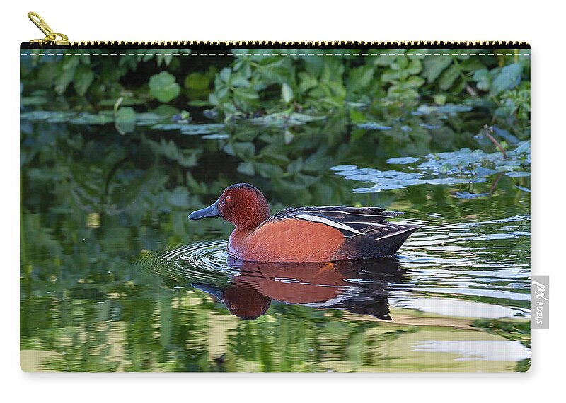 Mark Miller Photos Zip Pouch featuring the photograph Cinnamon Teal in Quiet Waters by Mark Miller