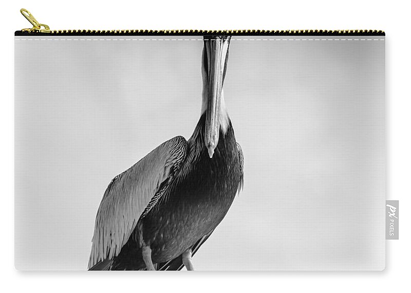 Florida Pelican Zip Pouch featuring the photograph Classic Pelican by Debra Forand