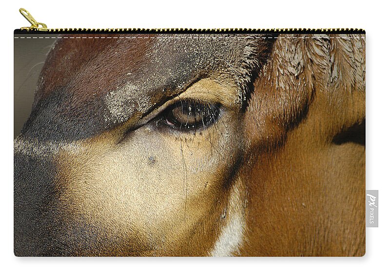 Memphis Zoo Zip Pouch featuring the photograph Close Encounter by DArcy Evans