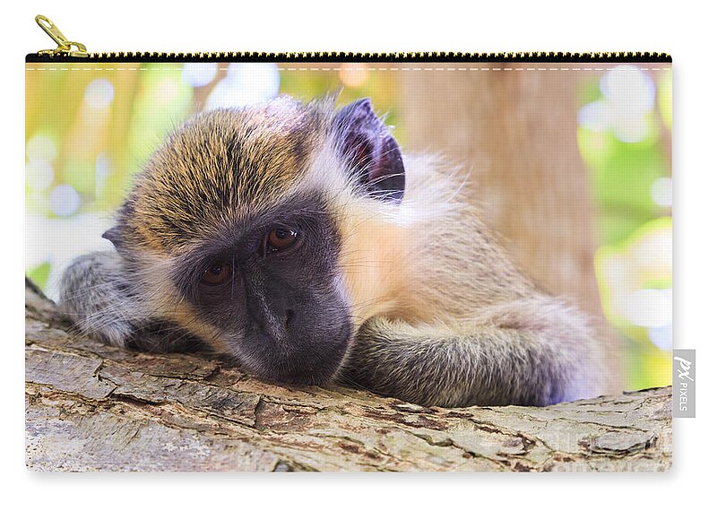 Landscape Zip Pouch featuring the photograph Close up of green monkey - Barbados by Matteo Colombo