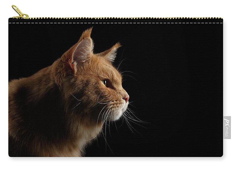 Cat Zip Pouch featuring the photograph Close-up Portrait Ginger Maine Coon Cat Isolated on Black Background by Sergey Taran