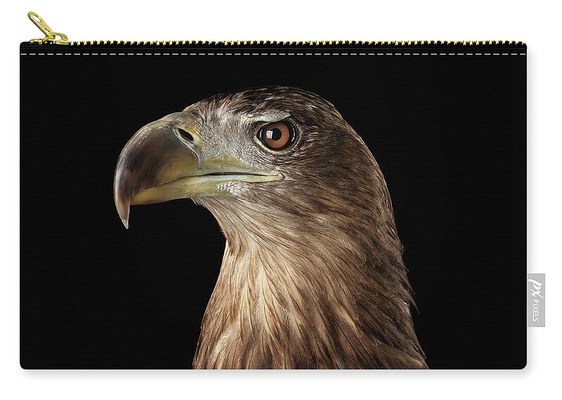 Eagle Zip Pouch featuring the photograph Close-up White-tailed eagle, Birds of prey isolated on Black background by Sergey Taran