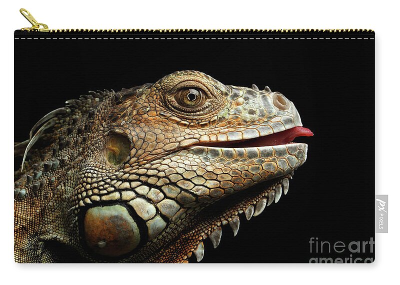 Iguana Zip Pouch featuring the photograph Close-upGreen Iguana Isolated on Black Background by Sergey Taran