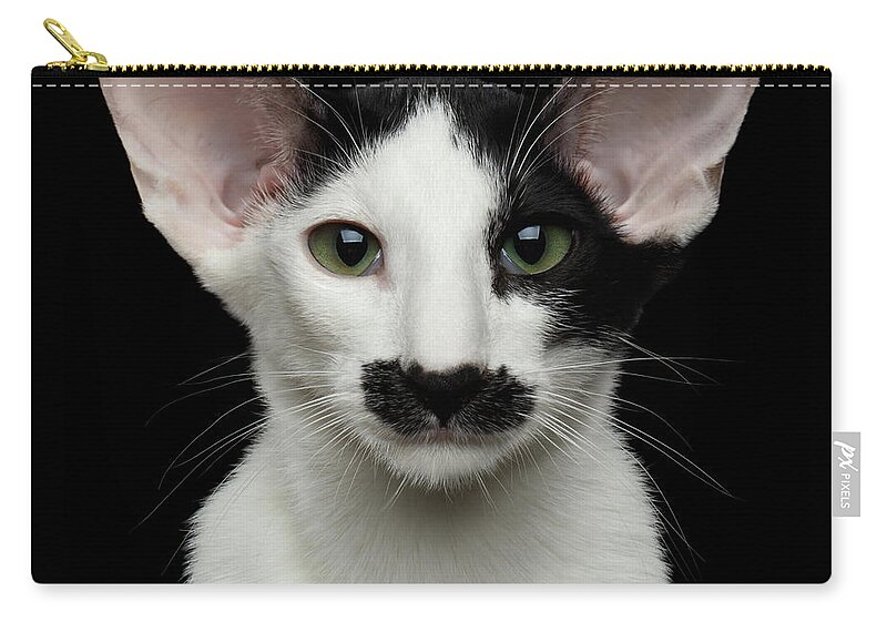 Closeup Zip Pouch featuring the photograph Closeup Funny Oriental Shorthair looking at camera Isolated, Bla by Sergey Taran