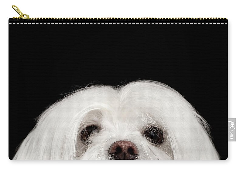 Maltese Zip Pouch featuring the photograph Closeup Nosey White Maltese Dog Looking in Camera isolated on Black background by Sergey Taran