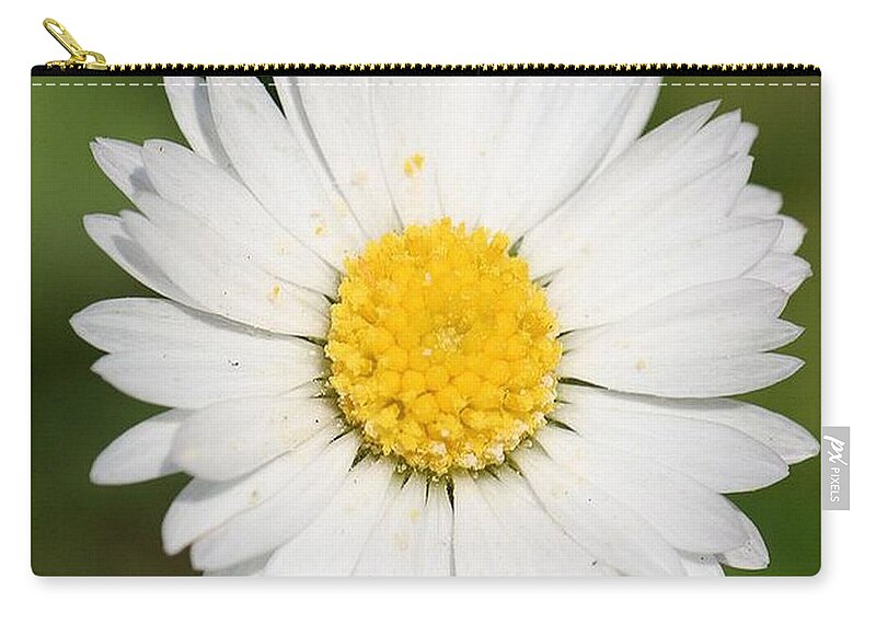 Common Daisy Zip Pouch featuring the photograph Closeup of a Beautiful Yellow and White Daisy flower by Taiche Acrylic Art
