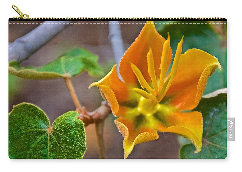 Close-up Of Xchiranthofremontia Lenzi In Rancho Santa Ana Botanic Gardens In Claremont Zip Pouch featuring the photograph Closeup of XChiranthofremontia lenzii in Rancho Santa Ana Botanic Garden in Claremont-California by Ruth Hager