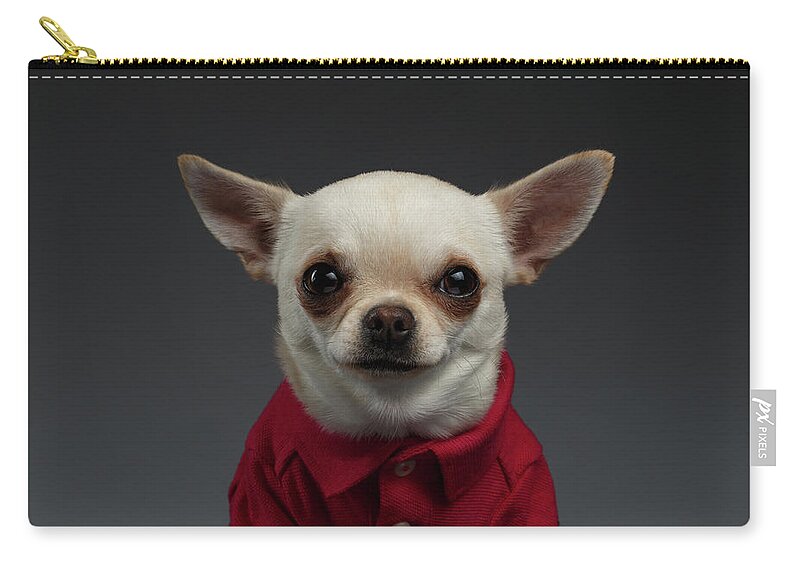 #faatoppicks Zip Pouch featuring the photograph Closeup Portrait Chihuahua dog in stylish clothes. Gray background by Sergey Taran