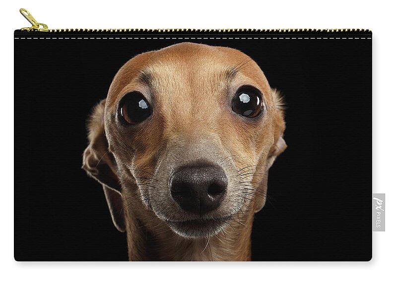 #faatoppicks Zip Pouch featuring the photograph Closeup Portrait Italian Greyhound Dog Looking in Camera isolated Black by Sergey Taran