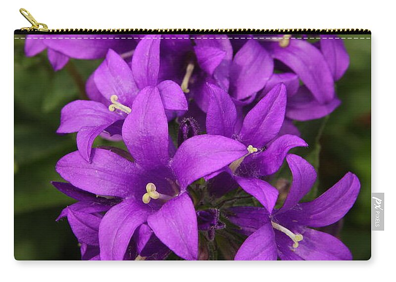 Flower Zip Pouch featuring the photograph Clustered Bellflower by Lyle Hatch