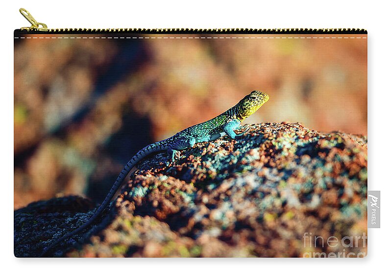 The Collared Lizard Is The Oklahoma State Reptile. Zip Pouch featuring the photograph Collared Lizard by Tamyra Ayles