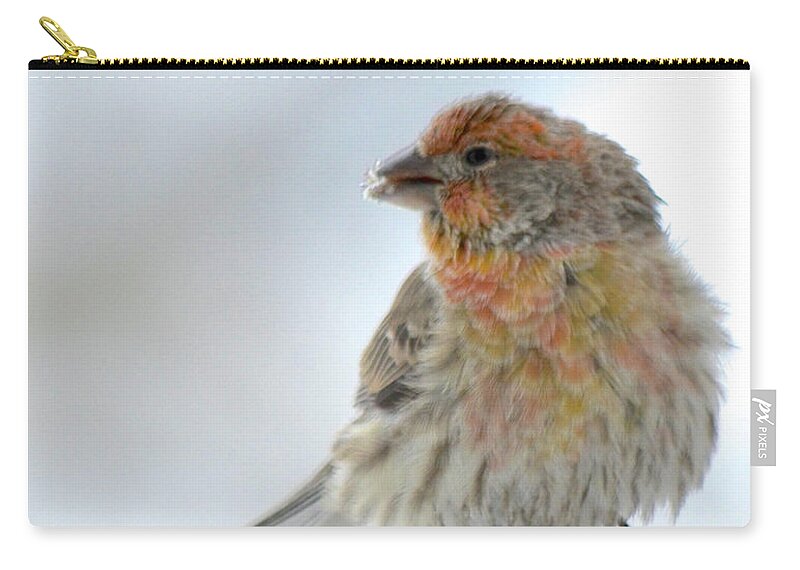 Colorful Finch Eating Zip Pouch featuring the photograph Colorful Finch Eating Breakfast by Cindy Schneider