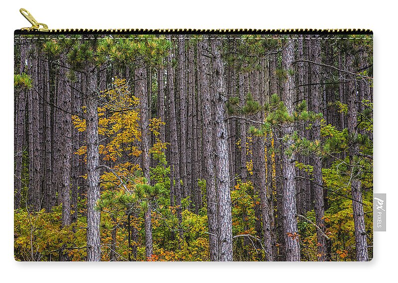 Art Zip Pouch featuring the photograph Colorful Leaves of Small Trees among a Grove of Pines by Randall Nyhof