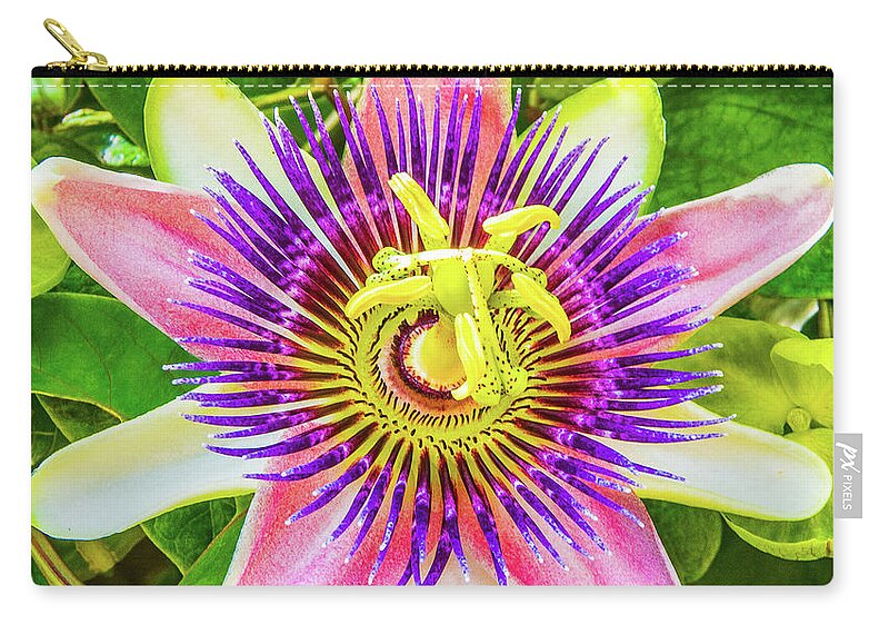 Atlantic Zip Pouch featuring the photograph Colorful Passiflora Flower of Bermuda by Jeff at JSJ Photography