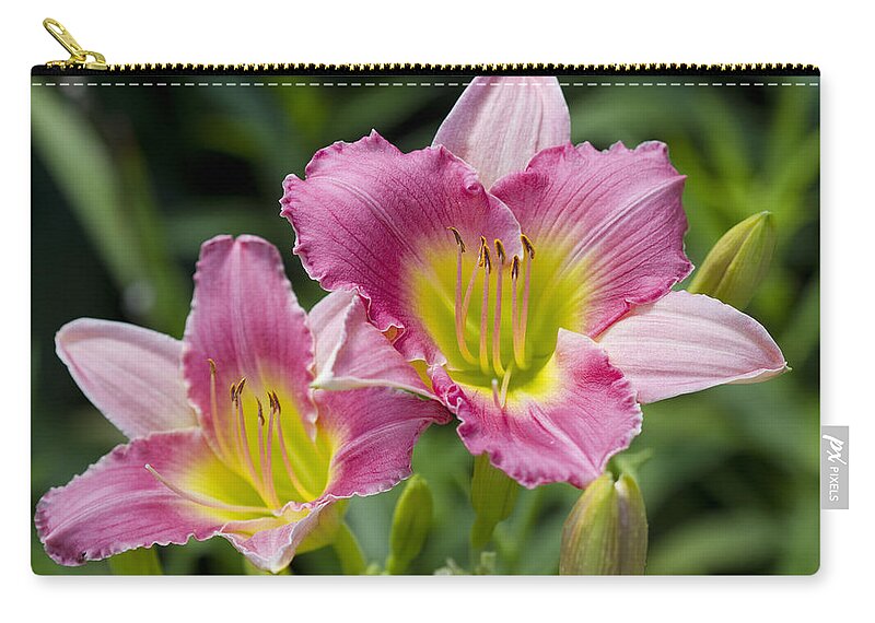 Hemerocallis Zip Pouch featuring the photograph Colorful Peachy Pink Daylily Blossoms by Kathy Clark