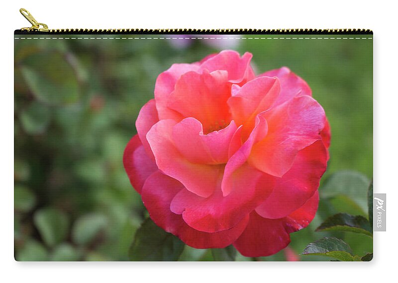 Close-up Zip Pouch featuring the photograph Colorific Rose by K Bradley Washburn