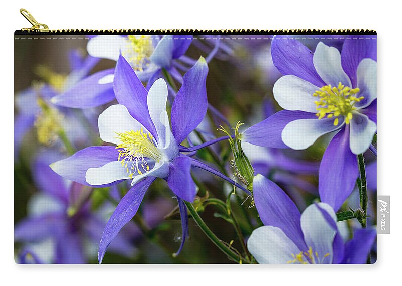 Colorado Zip Pouch featuring the photograph Columbines by Teri Virbickis
