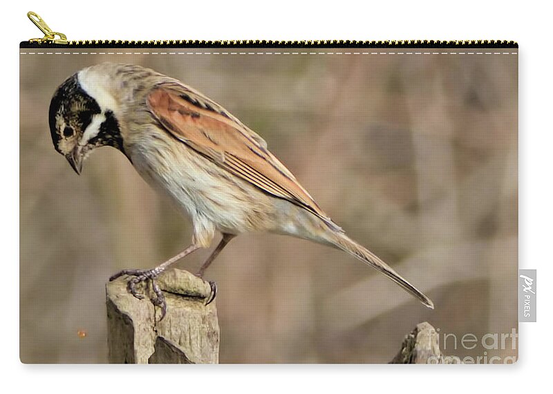 Bird Carry-all Pouch featuring the photograph Common Reed Bunting by Baggieoldboy