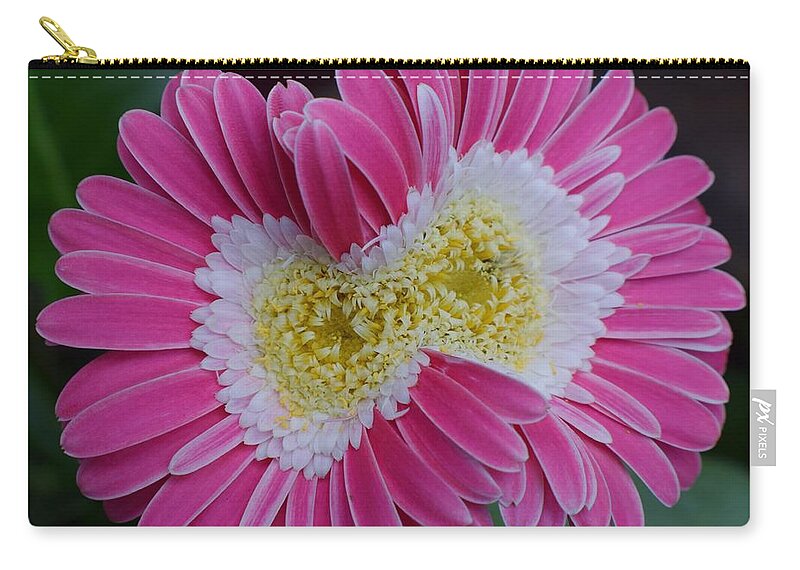 Flowers Zip Pouch featuring the photograph Conjoined Gerber by Jimmy Chuck Smith