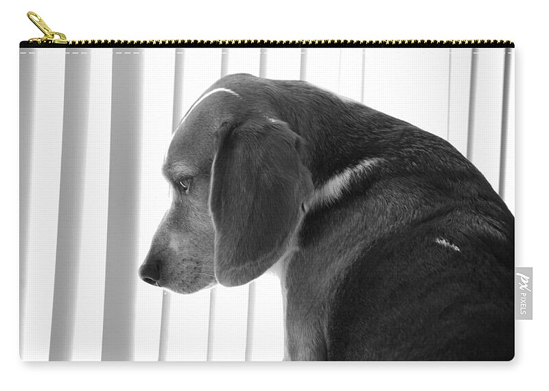 Beagle Zip Pouch featuring the photograph Contemplative Beagle by Jennifer Ancker