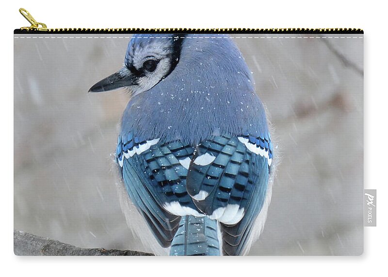 Blue Jay Zip Pouch featuring the photograph Cool Colors Cold Day by Amy Porter