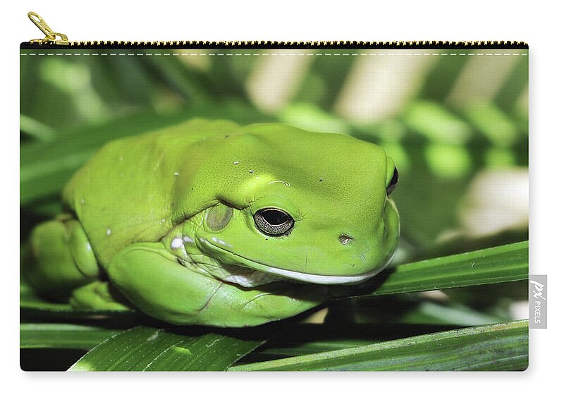 Green Frog Photography Carry-all Pouch featuring the photograph Cool green frog 001 by Kevin Chippindall