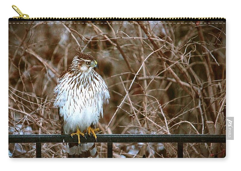 Hawk Zip Pouch featuring the photograph Cooper's Hawk by Diane Lindon Coy