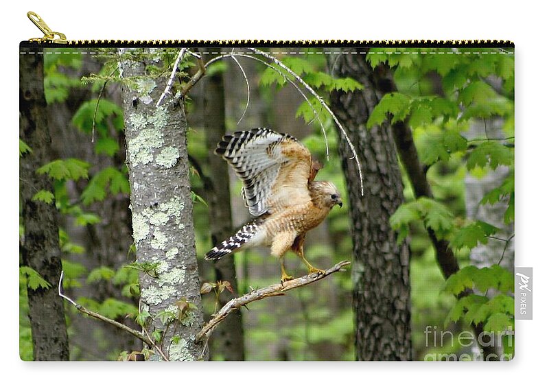 Bird Zip Pouch featuring the photograph Coopers Hawk In New Hampshire by Barbara S Nickerson