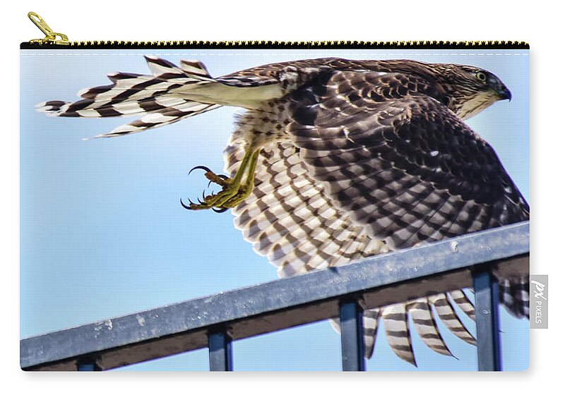 Linda Brody Zip Pouch featuring the photograph Cooper's Hawk Inflight I by Linda Brody