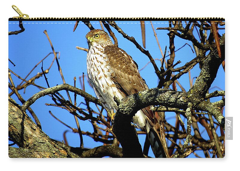 Cooper's Hawk Zip Pouch featuring the photograph Cooper's Hawk Keeping Watch by Linda Stern