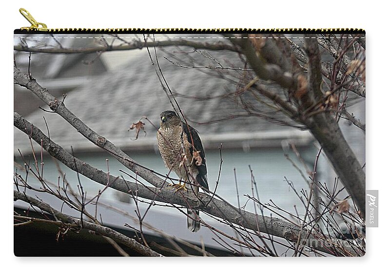 Hawk Zip Pouch featuring the photograph Cooper's Hawk by Yumi Johnson