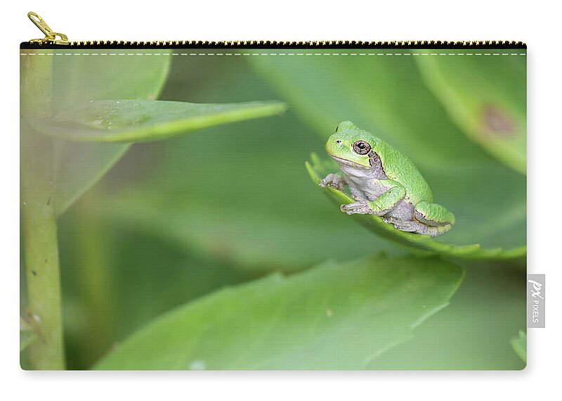 Cope's Gray Tree Frog Zip Pouch featuring the photograph Cope's Gray Tree Frog 2017-2 by Thomas Young