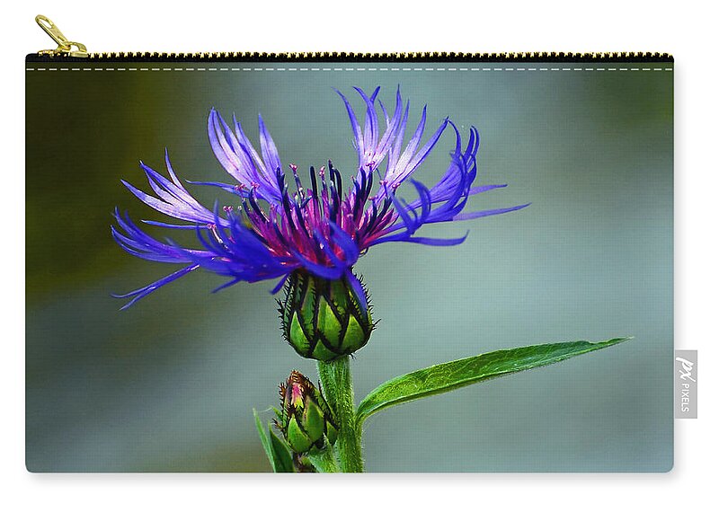 Cornflower Zip Pouch featuring the photograph Cornflower by Rodney Campbell