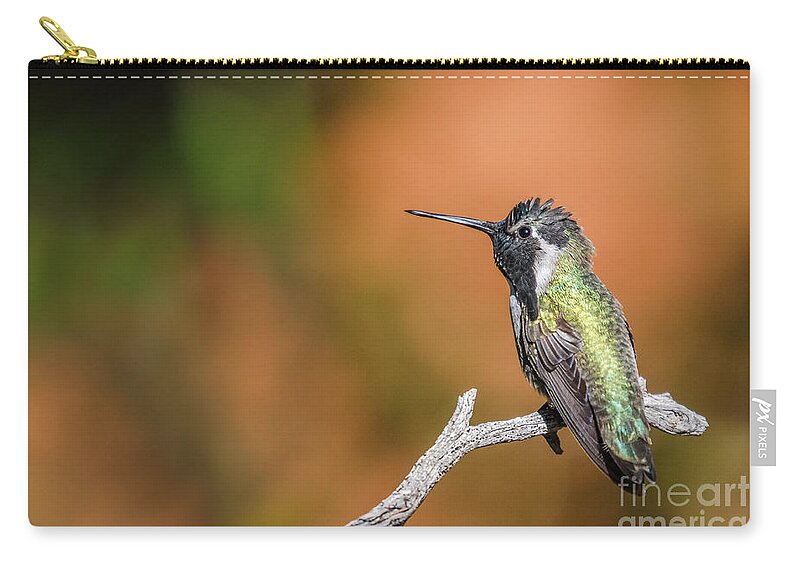 Costa's Hummingbird Zip Pouch featuring the photograph Costa's Hummingbird 5 by Al Andersen