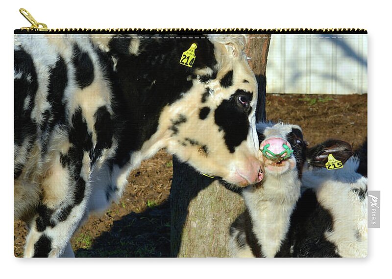 Cows Zip Pouch featuring the photograph Cow Love by Tana Reiff