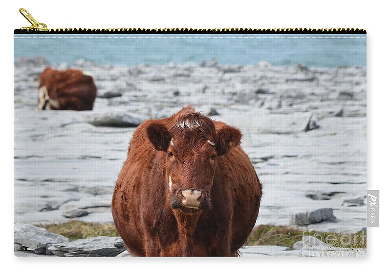 Cow Zip Pouch featuring the photograph Cows Grazing on the Burren in Ireland by DejaVu Designs