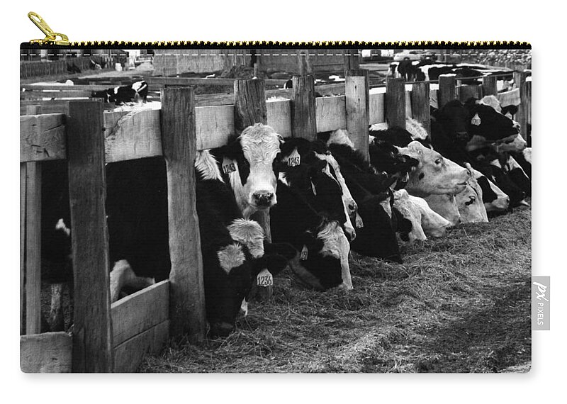 Cows Carry-all Pouch featuring the photograph Cows in Black and White by Angie Tirado
