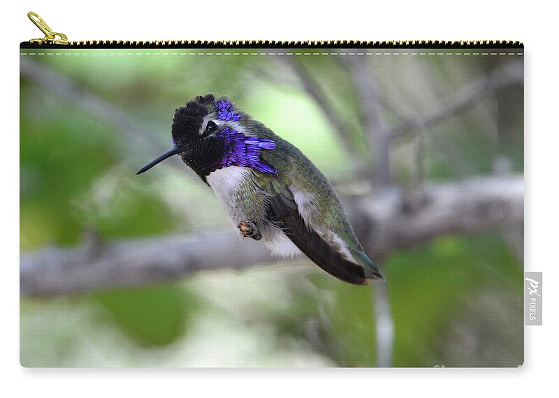 Denise Bruchman Zip Pouch featuring the photograph Coy Costa's Hummingbird by Denise Bruchman