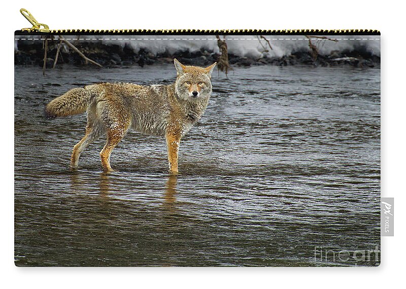 Coyote Zip Pouch featuring the photograph Coyote In The Madison River-Signed-#0635 by J L Woody Wooden
